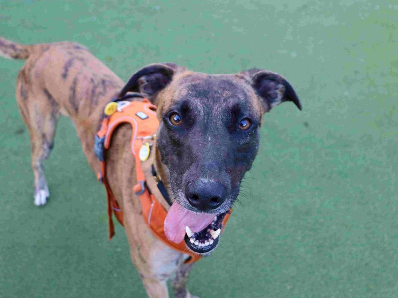 Stretch | Lurcher | Glasgow - 3