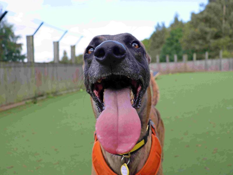 Stretch | Lurcher | Glasgow - 2