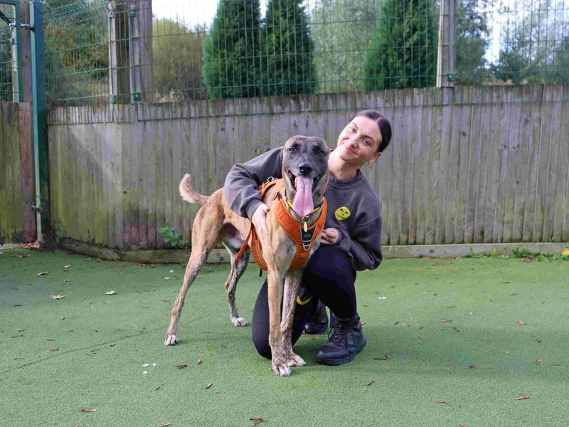 Stretch | Lurcher | Glasgow - 4