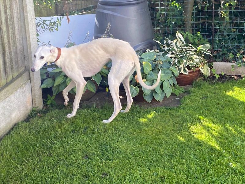 Boo | Lurcher | Cumbria - 1