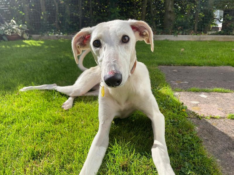 Boo | Lurcher | Cumbria - 3