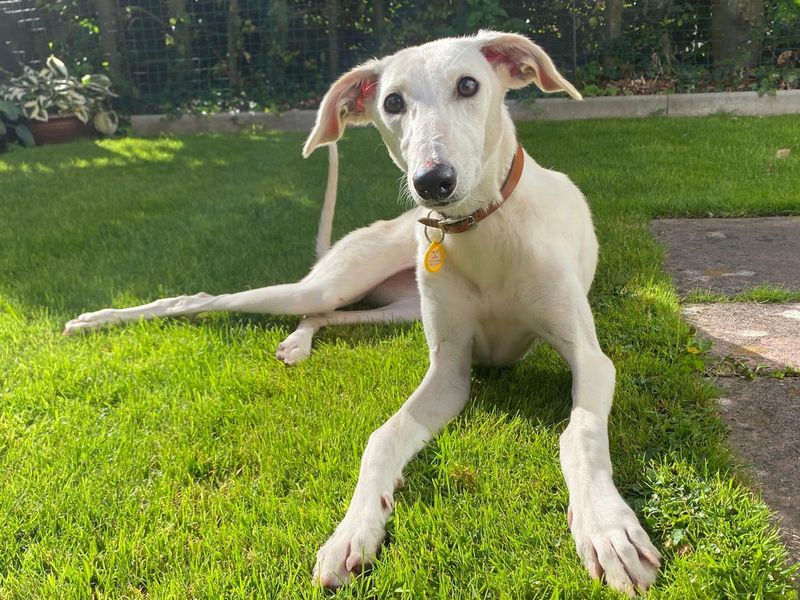 Boo | Lurcher | Cumbria - 2