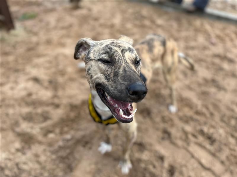 Ben & Jerry | Lurcher | Cardiff - 4