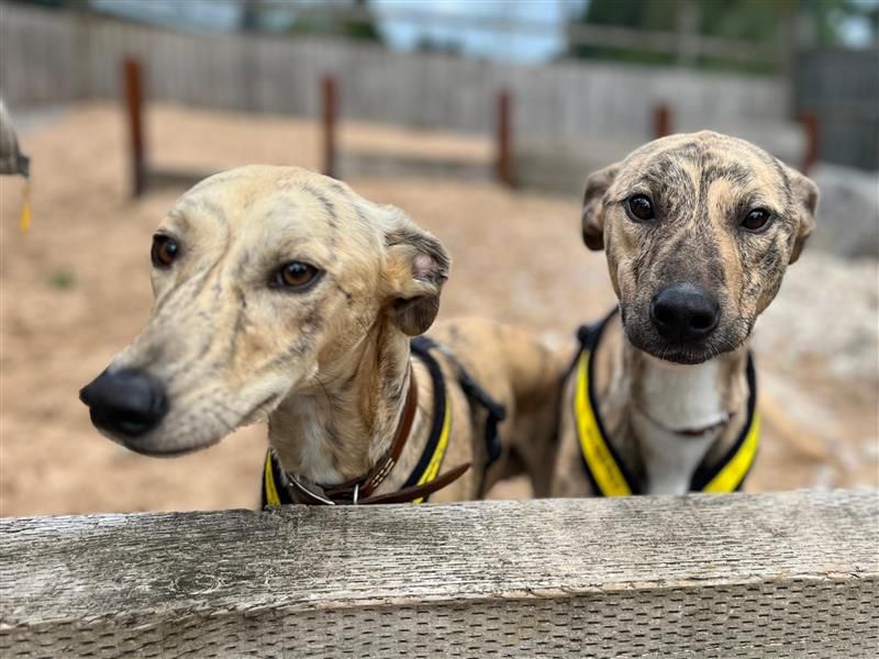 Ben & Jerry | Lurcher | Cardiff - 2