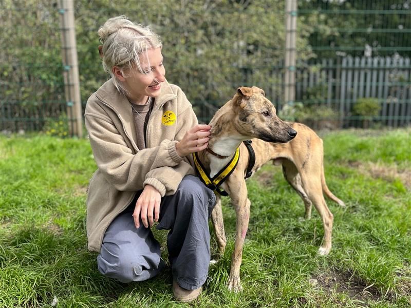 Ben & Jerry | Lurcher | Cardiff - 1