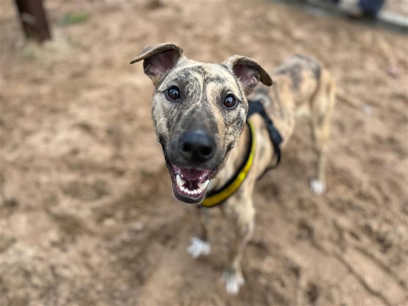 Ben & Jerry | Lurcher | Cardiff - 3