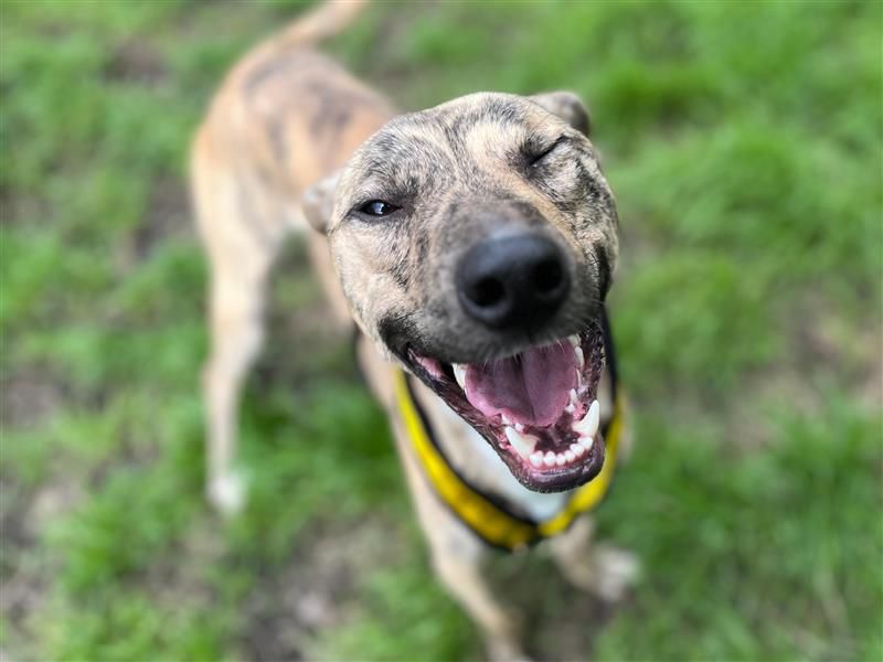 Ben & Jerry | Lurcher | Cardiff - 5