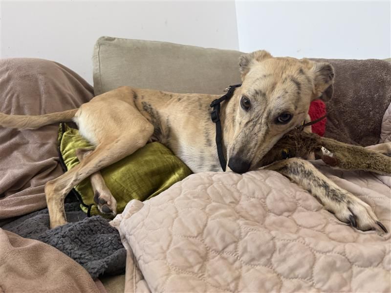Ben & Jerry | Lurcher | Cardiff - 7
