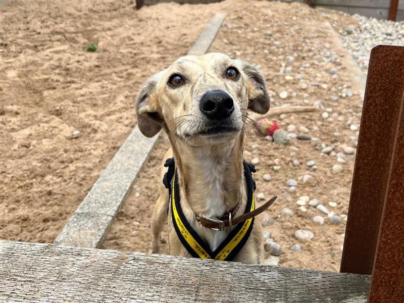 Ben & Jerry | Lurcher | Cardiff - 6