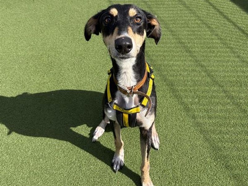 Solar | Lurcher | Cardiff - 1