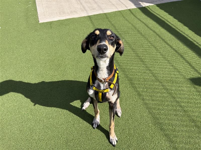 Solar | Lurcher | Cardiff - 2
