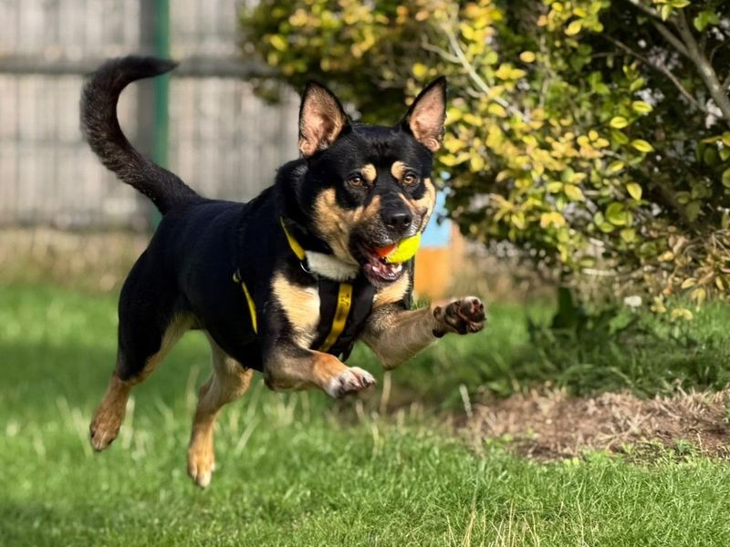 Rocko | Alaskan Malamute Cross | Harefield West London - 1