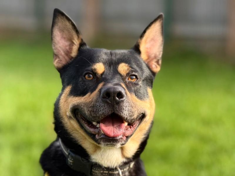 Rocko | Alaskan Malamute Cross | Harefield West London - 2