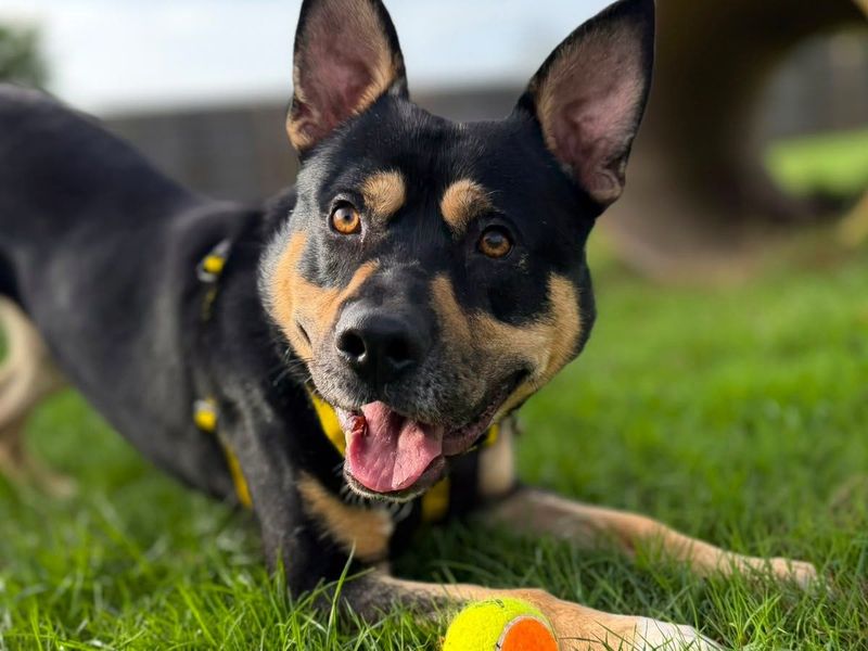 Rocko | Alaskan Malamute Cross | Harefield West London - 3