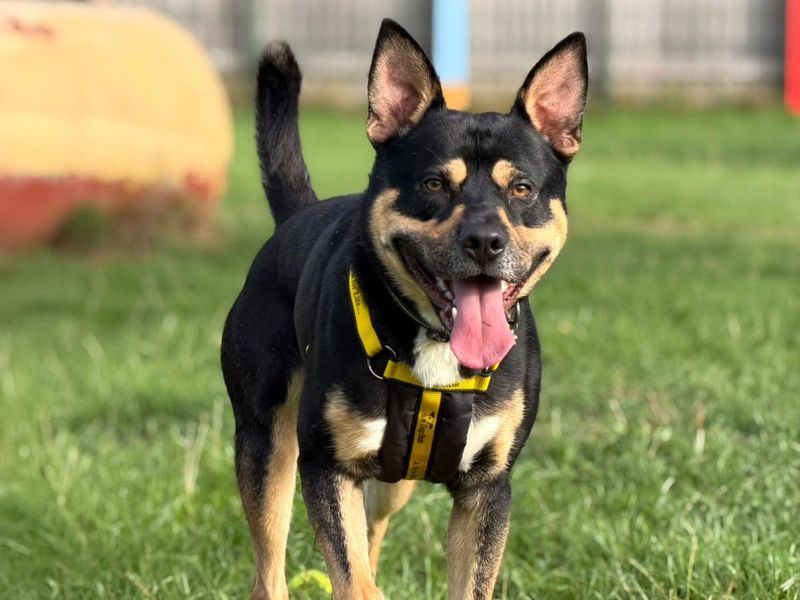 Rocko | Alaskan Malamute Cross | Harefield West London - 5