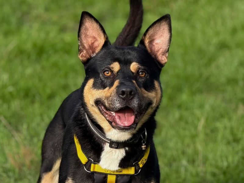 Rocko | Alaskan Malamute Cross | Harefield West London - 4
