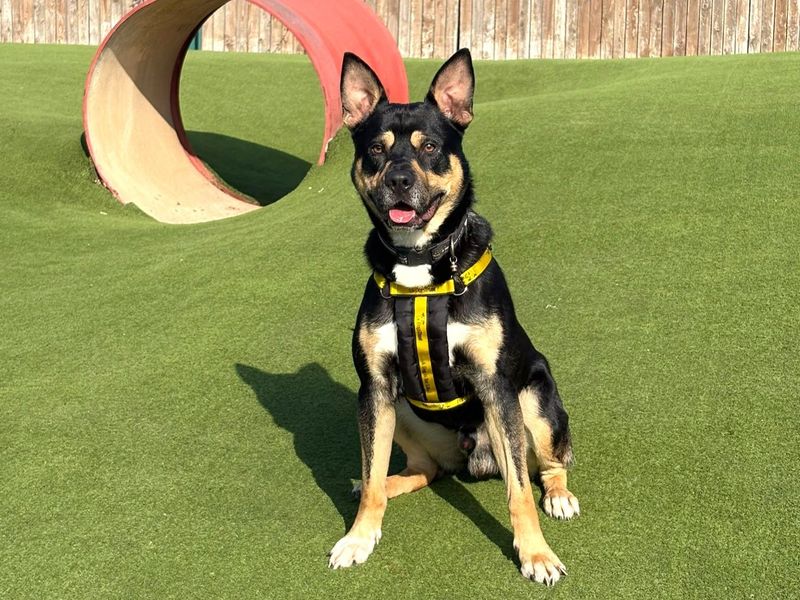 Rocko | Alaskan Malamute Cross | Harefield West London - 6
