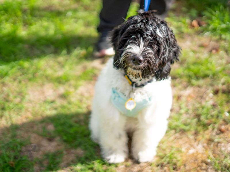 Winnie | Spaniel (Cocker) Cross | Newbury (Berkshire) - 6