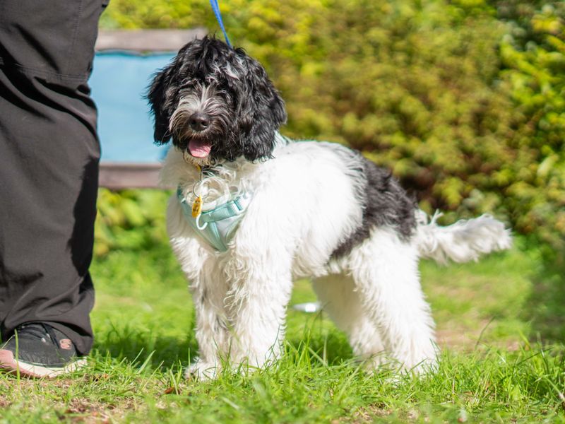 Winnie | Spaniel (Cocker) Cross | Newbury (Berkshire) - 2