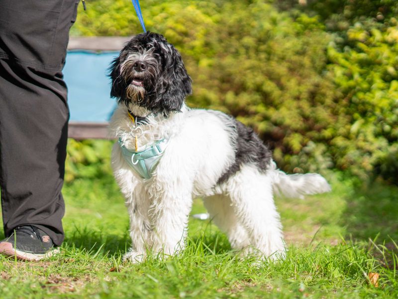 Winnie | Spaniel (Cocker) Cross | Newbury (Berkshire) - 3