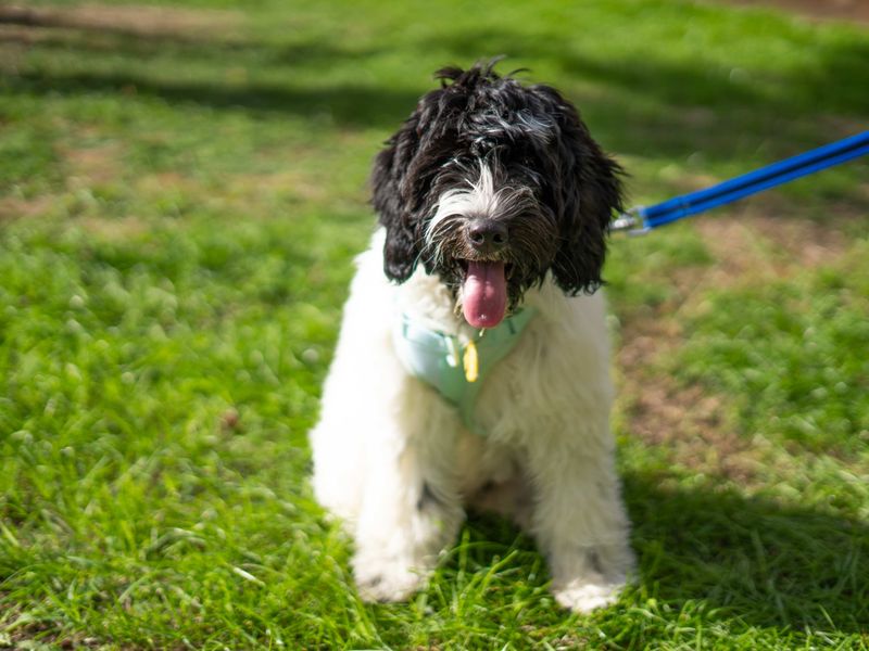 Winnie | Spaniel (Cocker) Cross | Newbury (Berkshire) - 1