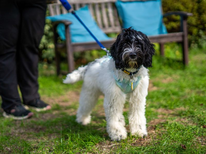 Winnie | Spaniel (Cocker) Cross | Newbury (Berkshire) - 4