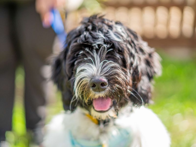 Winnie | Spaniel (Cocker) Cross | Newbury (Berkshire) - 7