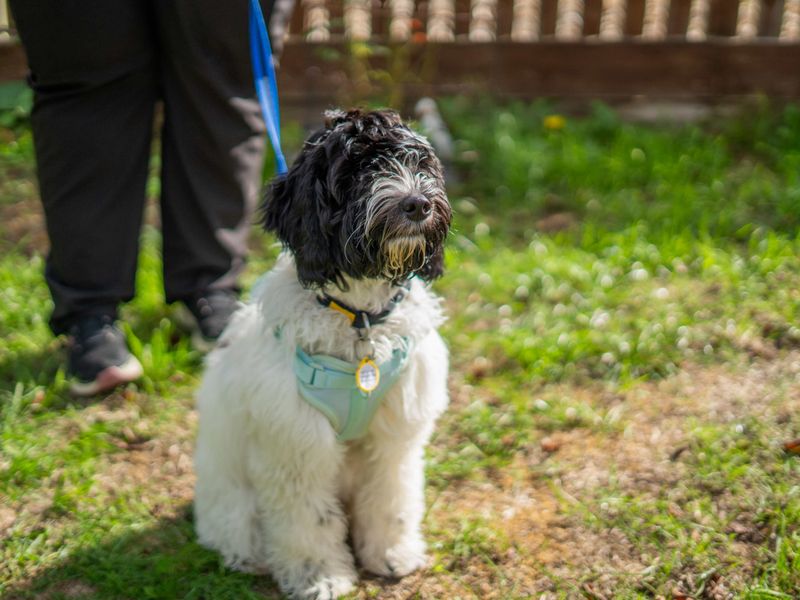 Winnie | Spaniel (Cocker) Cross | Newbury (Berkshire) - 5