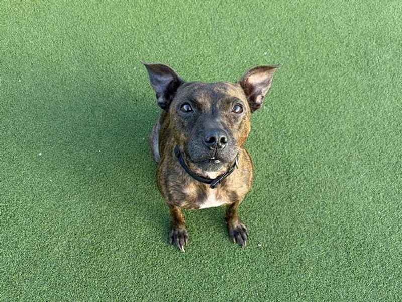 Pippa | Terrier (Staffordshire Bull) Cross | Cardiff - 1