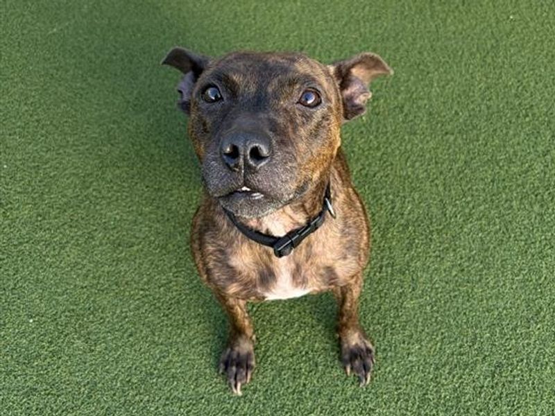Pippa | Terrier (Staffordshire Bull) Cross | Cardiff - 2