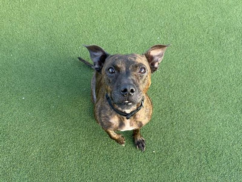 Pippa | Terrier (Staffordshire Bull) Cross | Cardiff - 4