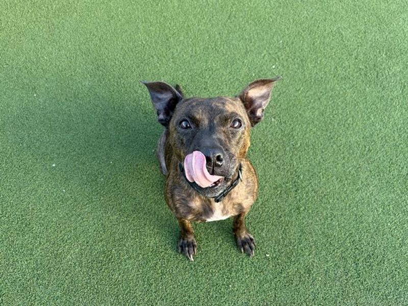 Pippa | Terrier (Staffordshire Bull) Cross | Cardiff - 3