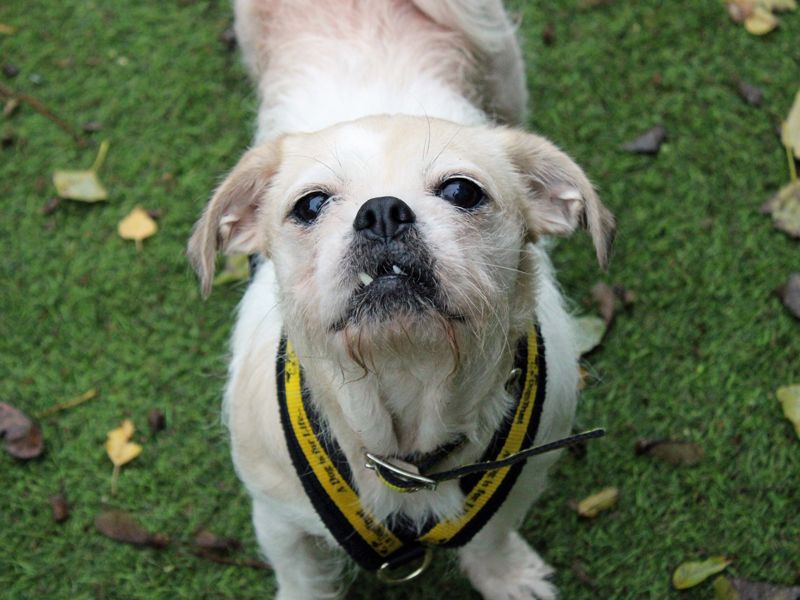 Pug Dogs And Puppies For Adoption