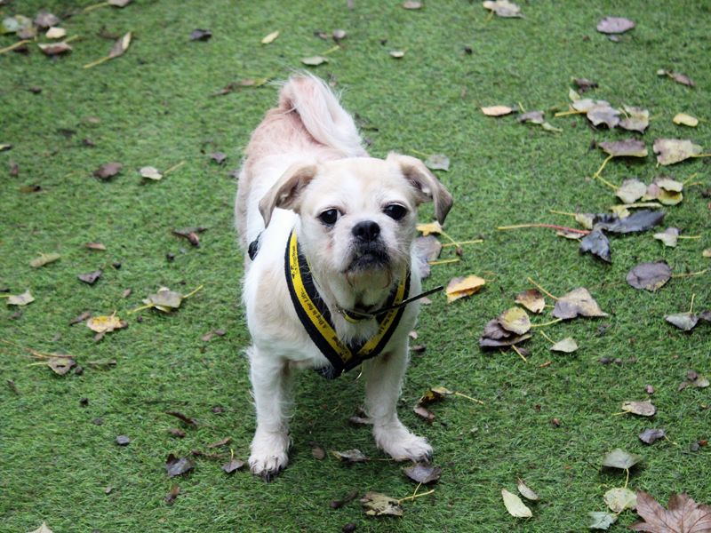Lily | Shih Tzu Cross | Merseyside (Liverpool) - 2