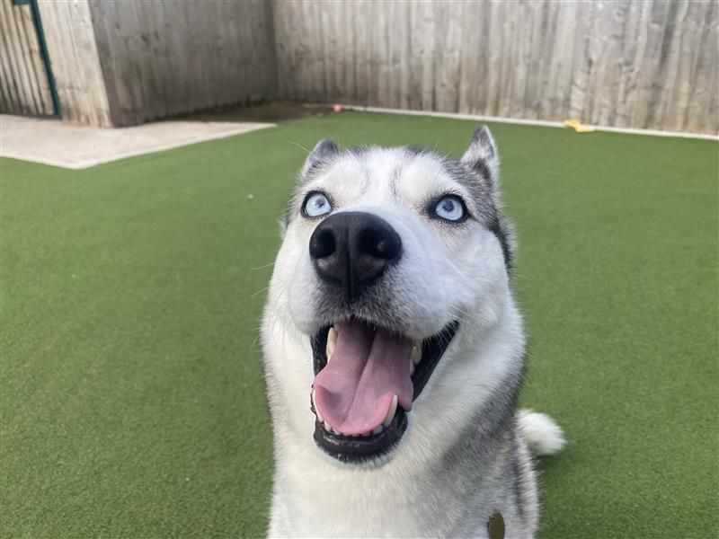 Luna - Image 4 of 5