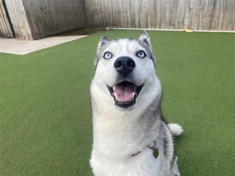 Luna | Siberian Husky | Cardiff - 2