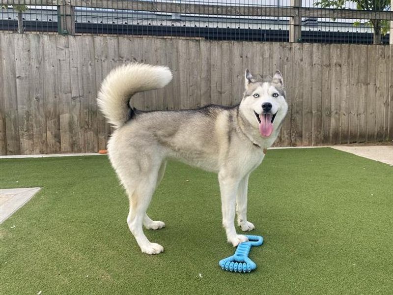 Luna | Siberian Husky | Cardiff - 3