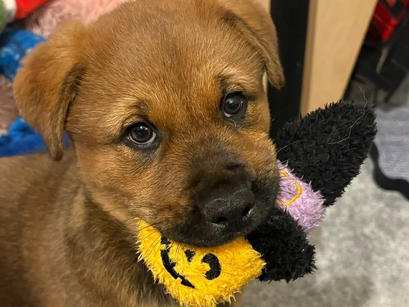 German Shepherd Dogs And Puppies For Adoption