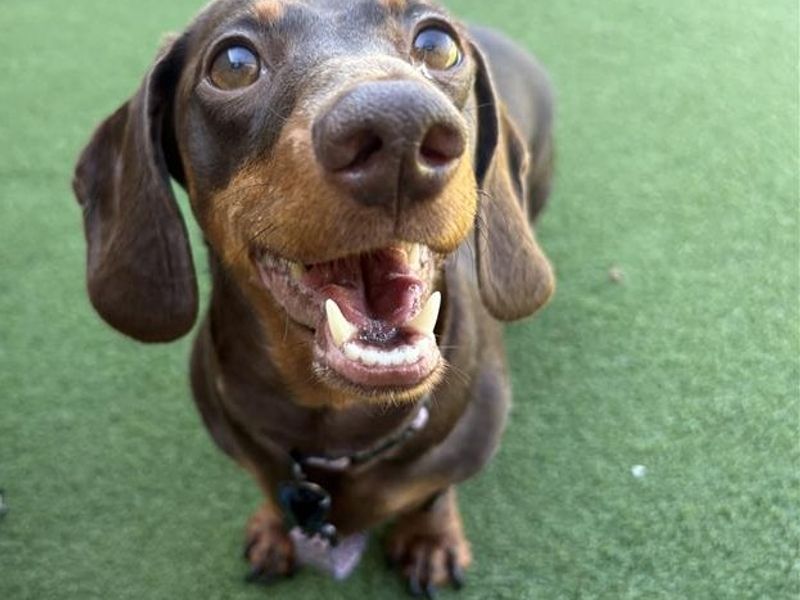 Doris | Dachshund (Smooth Haired) Cross | Cardiff - 3