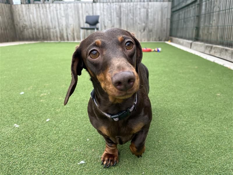 Doris | Dachshund (Smooth Haired) Cross | Cardiff - 2