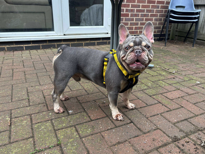Axel | French Bulldog | Loughborough - 1