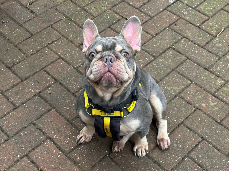 Axel | French Bulldog | Loughborough - 2