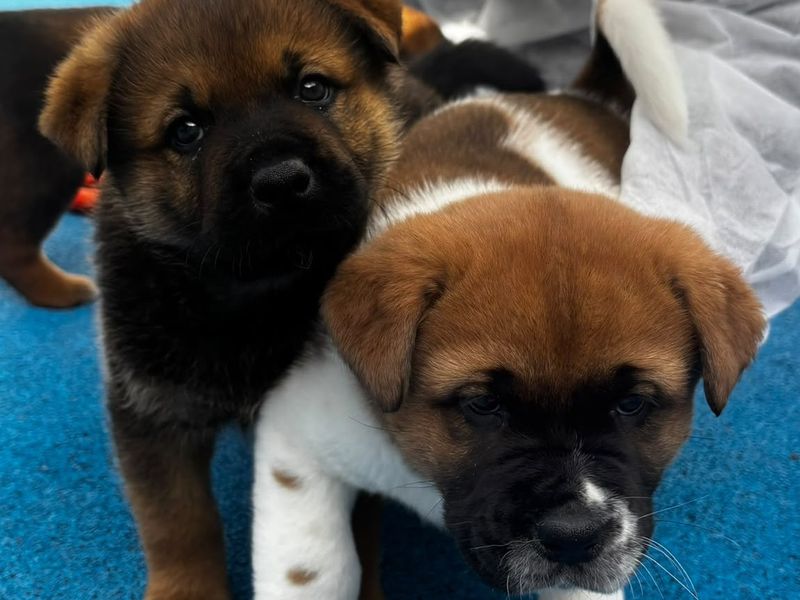 Pokemon Pups | German Shepherd Dog Cross | Shrewsbury (Shropshire) - 2