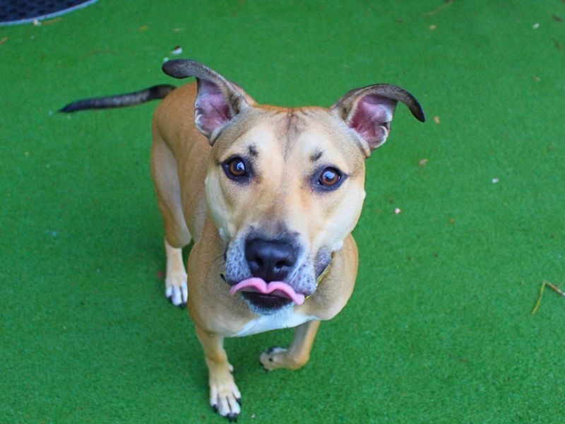 Buddy | Lurcher Cross | Manchester - 5