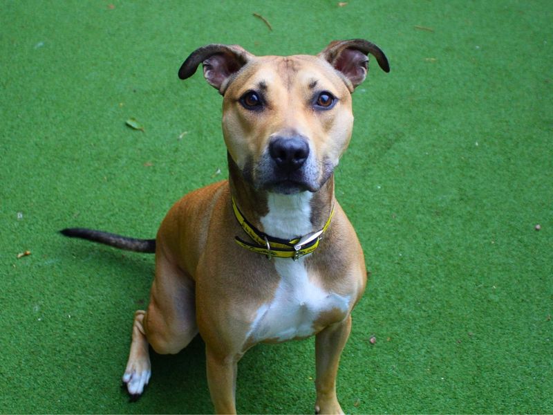 Buddy | Lurcher Cross | Manchester - 3