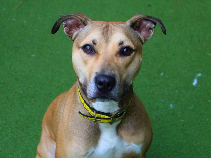 Buddy | Lurcher Cross | Manchester - 2