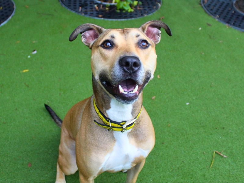 Buddy | Lurcher Cross | Manchester - 4