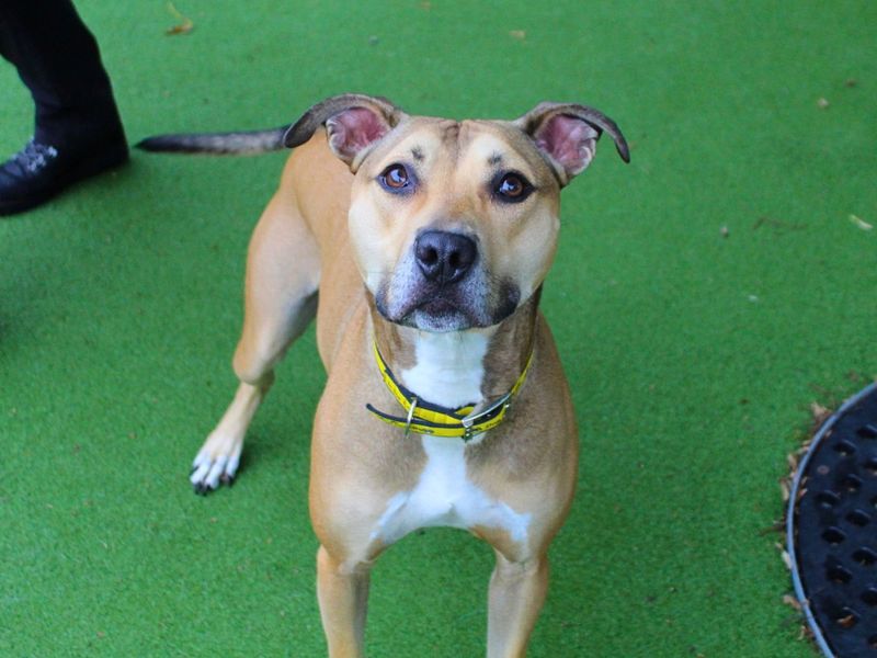 Buddy | Lurcher Cross | Manchester - 6