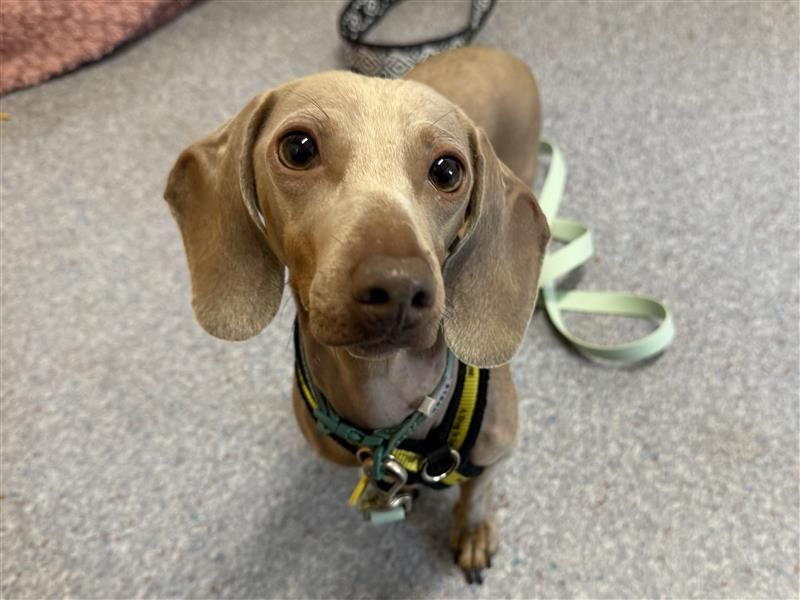 Pixie | Dachshund (Miniature Smooth Haired) | Bridgend (Wales) - 2