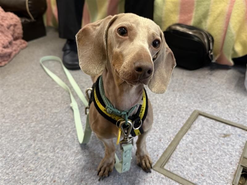 Pixie | Dachshund (Miniature Smooth Haired) | Bridgend (Wales) - 3